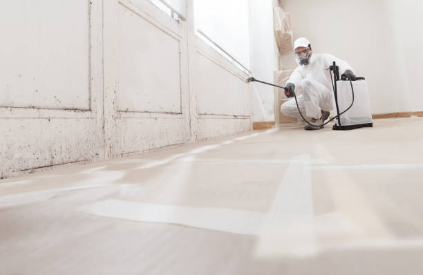 24/7 Emergency Black Mold Remediation experts in East Jordan, MI
