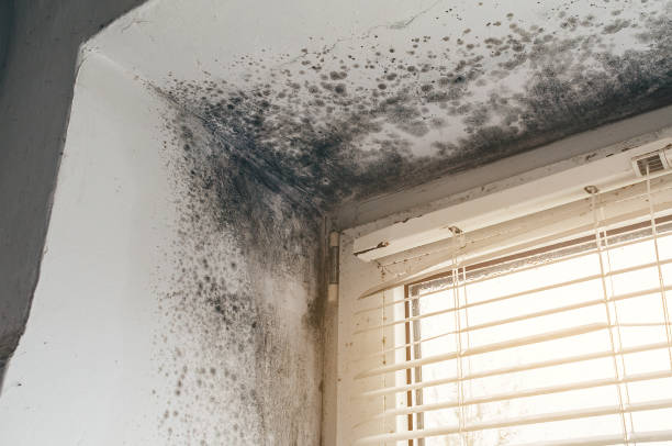 Affordable Black Mold Remediation solutions in East Jordan, MI